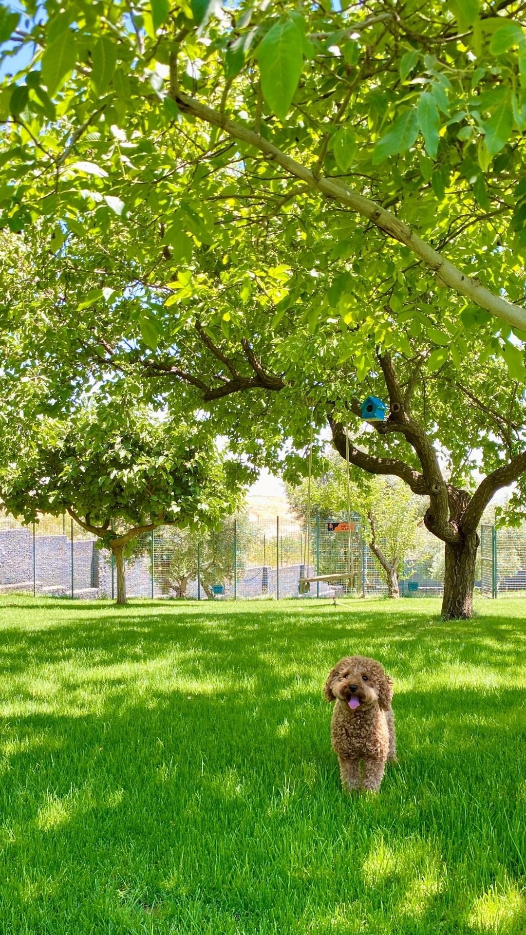 Kahverengi Antik Turizm Instagram Reels Videoları1